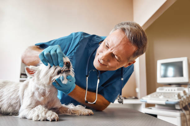 Best Emergency Tooth Extraction in Burley, WA
